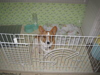 生後7ヶ月の柴犬を室内で飼う場合の身の回り品についての質問です サークル9 Yahoo 知恵袋