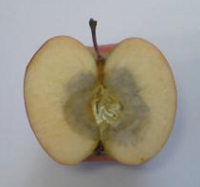 リンゴを購入して二つに割ってみると 芯の当たりが茶色に変色してお Yahoo 知恵袋
