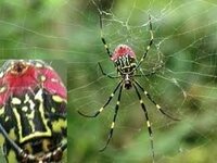 黒ボディに赤い模様のクモ さっき私の留守中に妻が居間でクモを発見し Yahoo 知恵袋