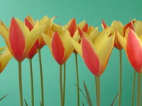 原種チューリップなら植えっぱなしで毎年咲くらしいので秋に芝桜の中に植えました Yahoo 知恵袋