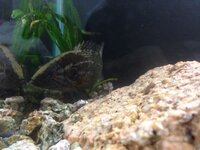 初心者でも飼いやすい魚を探しています 本当に飼い主のわがままなのです Yahoo 知恵袋