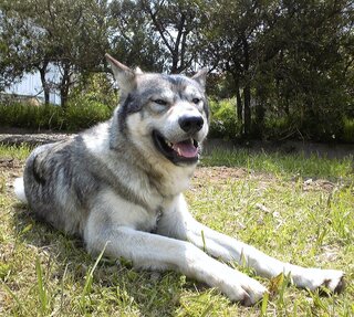 もなかあんずきなこというような和菓子っぽい犬の可愛い名前ありませんか で Yahoo 知恵袋