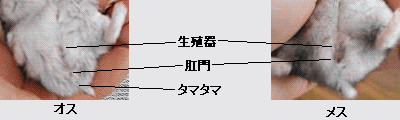 道路に捨てられていたハムスターを保護しました このハムスターの種類わかる Yahoo 知恵袋