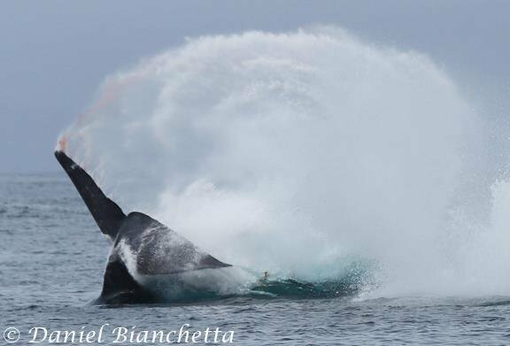 マッコウクジラが最強といわれることはありますが、シロナガスクジラ