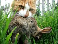 ウサギと猫はなぜ相性が悪いのですか たまに餌を一緒に食べたり散歩をしている Yahoo 知恵袋