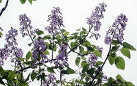 薄紫色の花が咲いている樹木 この画像の木の名前を知っている方が Yahoo 知恵袋