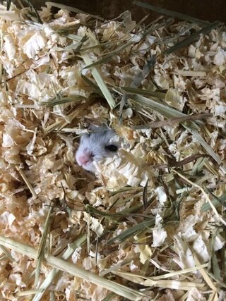 うちのハムスターはゲージの床を一生懸命掘ってます もちろん床なんでどんな Yahoo 知恵袋