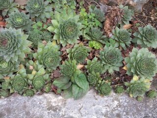 多肉植物のセンペルビウムはねずみ算式に増えるみたいですが 増えすぎた分 Yahoo 知恵袋