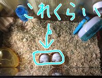 ゴールデンハムスターのケージについて質問です ゴールデンハムスターを初め Yahoo 知恵袋