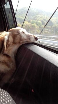 犬を車に乗せるとほとんどの犬が走行中窓から顔を出して 風景を眺めてますよね あ Yahoo 知恵袋