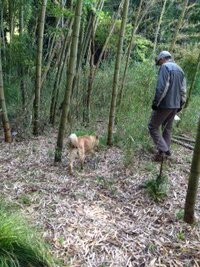 遠吠えをする犬も居ればしない犬も居るのは何故なのでしょうか 室内で Yahoo 知恵袋