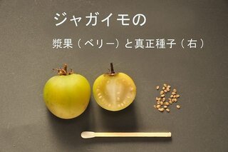 じゃがいもの花を摘芯するとじゃがいもがよく取れると聞きましたが本当で Yahoo 知恵袋