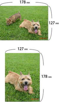 2lの硬質カードケースって売ってますか ありますよ 178mm Yahoo 知恵袋