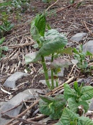 お住まいの地域ではイタドリ 食べますか 春先に筆の穂先のよう Yahoo 知恵袋