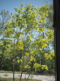 ５月上旬にアオハダ アオダモを庭に植えました 現在 葉の半分位が黒く変色し Yahoo 知恵袋