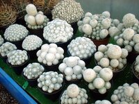 カラーサンドだけでサボテンは植えられないのでしょうか カラーサンドを買いにお店 Yahoo 知恵袋