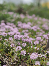 北海道 道央 で育てやすい というか放りっぱなしでも良い Yahoo 知恵袋