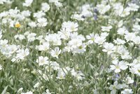 草花に詳しい方お願いします 春に小さな白い花を咲かし 繁殖力が強い草花の名前を Yahoo 知恵袋