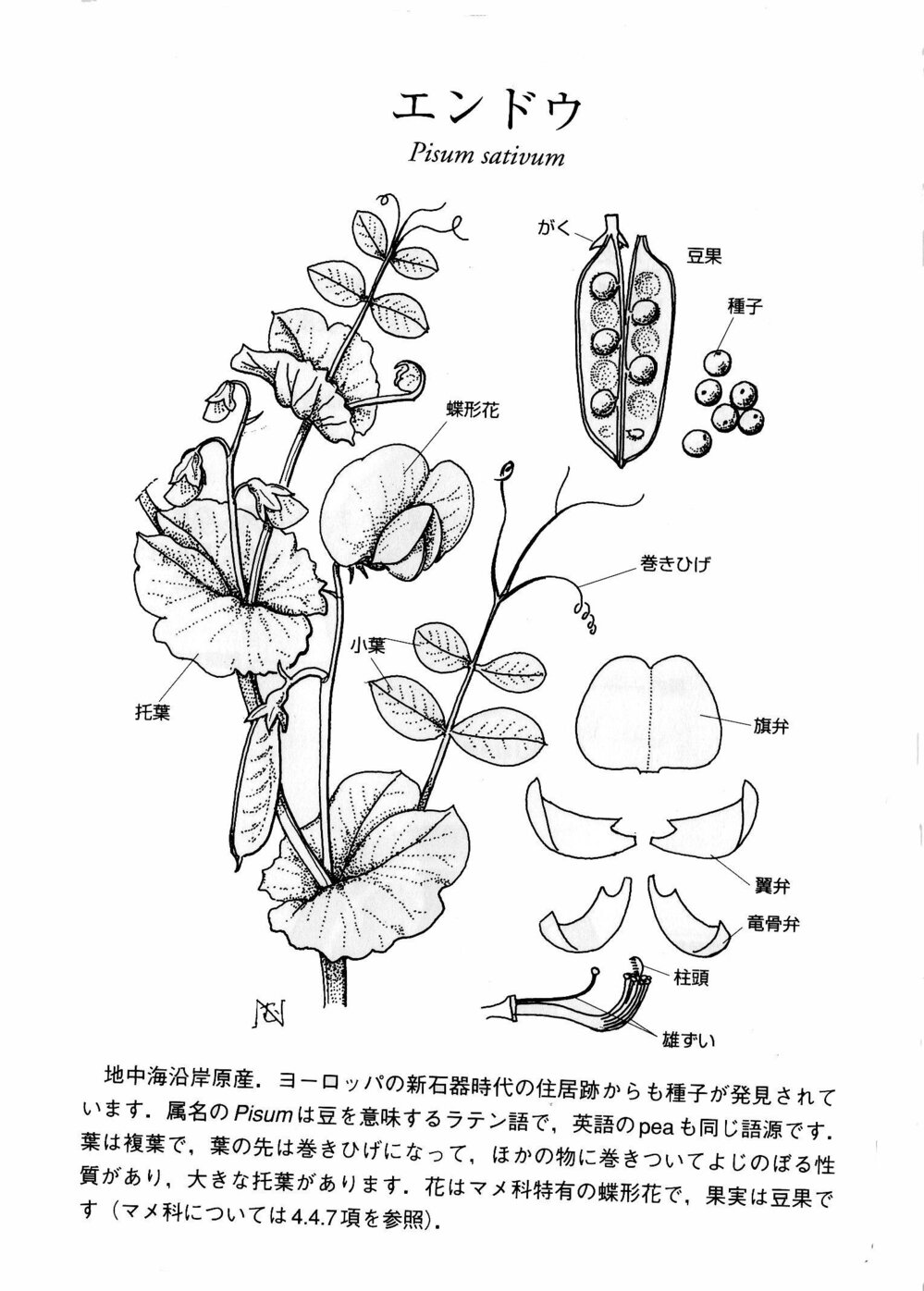 えんどう豆の花のつくりを教えてください 写真などを載せてくれると Yahoo 知恵袋