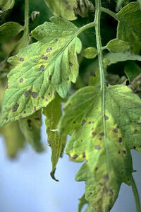 ミニトマトの病気について ミニトマトの葉っぱに画像のような褐 Yahoo 知恵袋