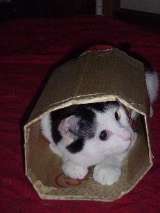 猫と一緒に寝たらなにが一番危ないのでしょうか よく動物と一緒に寝 Yahoo 知恵袋