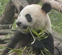 パンダのイメージは動物園の人気者 でも野生のパンダはやはり熊だから凶暴なのです Yahoo 知恵袋