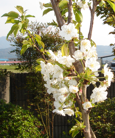 サクランボの暖地桜桃と言う品種を3年前に買い地植えしています 買った時はサク Yahoo 知恵袋