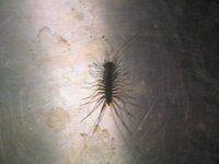 新築で家を建てたのですが 玄関に虫 ゲジゲジ が出て困っています 特に窓やドアを 教えて 住まいの先生 Yahoo 不動産