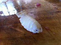 鯛の口を開けると白いだんごむしのようなものがいます これは何ですか Yahoo 知恵袋