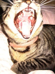 うちの猫（漱石）の口の中に黒い模様があります。なんなんですかコ 