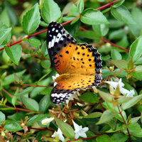 オレンジ色の蝶の種類を教えて下さい 画像有 腹を丸めて Yahoo 知恵袋