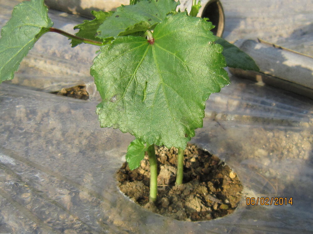 オクラの苗を植えたのですが 次々に葉が落ちて茎も黒ずんでしまいました こ Yahoo 知恵袋