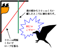 つばめの巣をカラスの襲撃から守る方法を教えてください つばめが巣に出入り出来 Yahoo 知恵袋