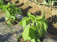 枝豆をプランターで育てています 種を植えた時から防虫ネットをかぶせてい Yahoo 知恵袋