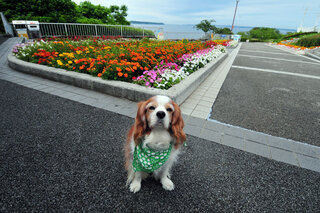犬が人間用のガムを飲み込んでしまいました だいじょうぶでしょうか Yahoo 知恵袋