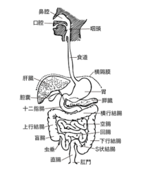 消化器官の書き方について相談です 口腔から直腸までの消化器官を書くので Yahoo 知恵袋