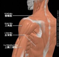 鎖骨の上の首と腕の間の部分にある筋肉の名前を教えてください Yahoo 知恵袋