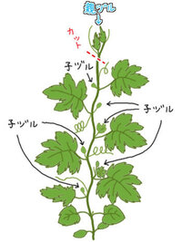 ゴーヤの小蔓を間違えて摘心してしまいました ちゃんとグリーンカーテン Yahoo 知恵袋