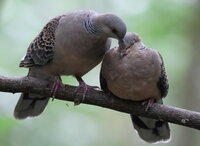 よくハトとか鳥ってカップルでクチバシ同士をツンツンやってる鳥を Yahoo 知恵袋