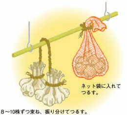 種ニンニクの保存方法を教えて下さい 大きなにんにくを貰ったの Yahoo 知恵袋