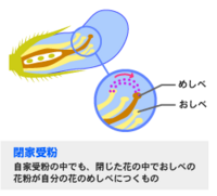 枝豆をプランターで育てています 虫がこないようにと防虫ネットをかぶせていま Yahoo 知恵袋