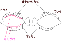 寿司屋で言う えんがわ って何ですか そういう魚の名前ですか Yahoo 知恵袋