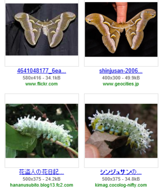 庭の木に大量発生しました この幼虫は何という名前なのでしょう Yahoo 知恵袋