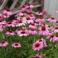 中部地方で 西日が当たっても夏 元気に綺麗な花を咲かせる植物は Yahoo 知恵袋