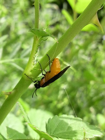 最も選択された バラ ゾウムシ 薬剤