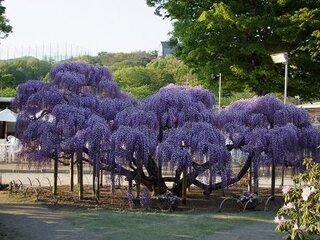 藤棚の作り方を教えてください 知り合いに藤の苗をもらいました 正直困って Yahoo 知恵袋