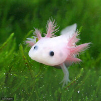 最近ウーパールーパーに似てると言われます ウーパールーパーさんには失礼 Yahoo 知恵袋