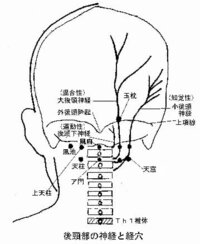 後頭部 耳の高さで ど真ん中 に小さな 2cm程度 しこり があるのです Yahoo 知恵袋