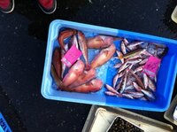 日本で一番安い魚 捨て値で売られている魚って なんなんでしょう そ Yahoo 知恵袋