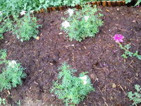 庭につつじを５本植えています 雑草防止に防草シートを敷いたのですが その Yahoo 知恵袋